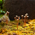 Mushroom Metal Decorative Garden Stakes Perfect For Outdoor Spring Decor And Adding To Your Metal Flowers Outdoor Decor